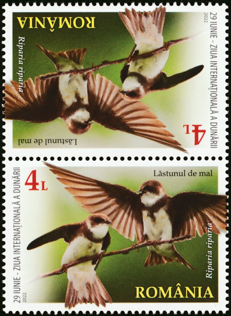 Sand Martin (Riparia riparia)