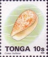 Stamp, Bubble Cone (Conus bullatus), Tonga,  , Animals (Fauna), Molluscs, Sea Life, Shells