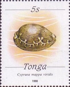 Map Cowry (Cypraea mappa viridis)