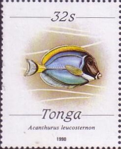 Powder-blue Surgeonfish (Acanthurus leucosternon)