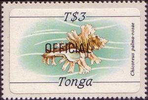 Stamp, Rose-branch Murex (Chicoreus palmarosae), Tonga,  , Animals (Fauna), Molluscs, Sea Life, Shells