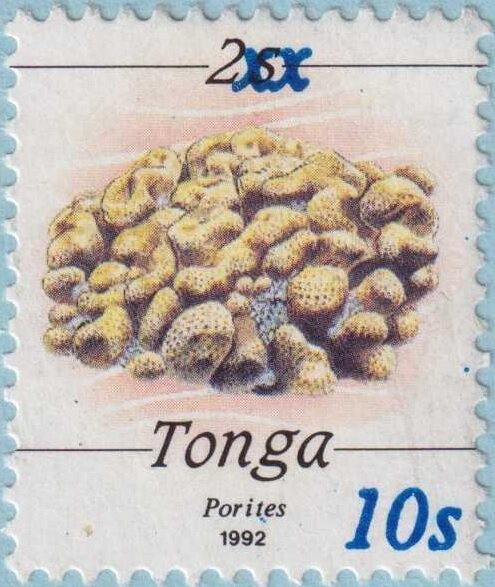 Stony Coral (Porites sp.)