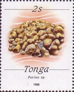 Stony Coral (Porites sp.)