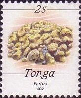 Stony Coral (Porites sp.)