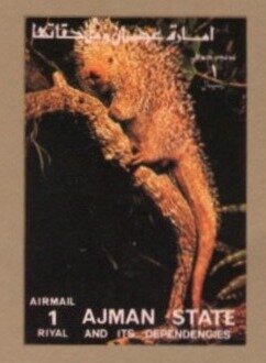 Brazilian Porcupine (Coendou prehensilis)