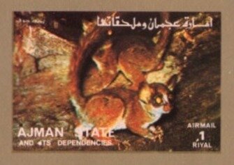 Bushbaby (Family: Galagidae)