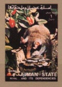 Edible Dormouse (Glis glis)