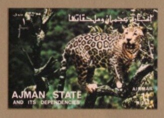 Leopard (Panthera pardus)
