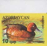 Ferruginous Duck (Aythya nyroca)