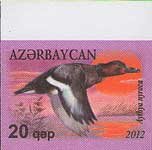 Ferruginous Duck (Aythya nyroca)