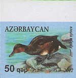 Ferruginous Duck (Aythya nyroca)