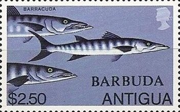 Great Barracuda (Sphyraena barracuda)