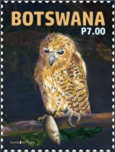 Pel's fishing owl (Scotopelia peli)