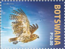 Pel's fishing owl (Scotopelia peli)