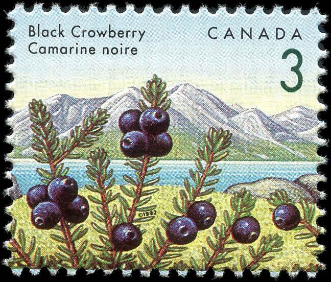 Black Crowberry (Empetrum nigrum)