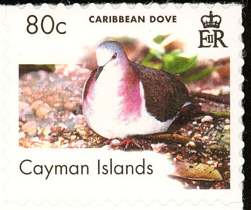 Caribbean Dove (Leptotila jamaicensis collaris)