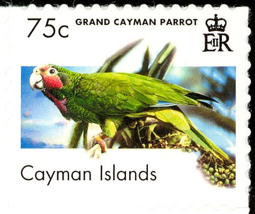 Grand Cayman Parrot (Amazona leucocephala caymanensis)