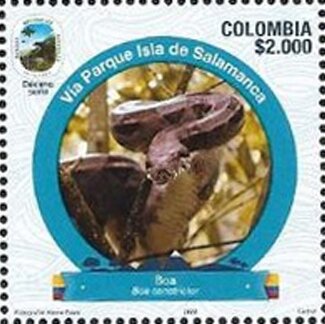 Boa Constrictor