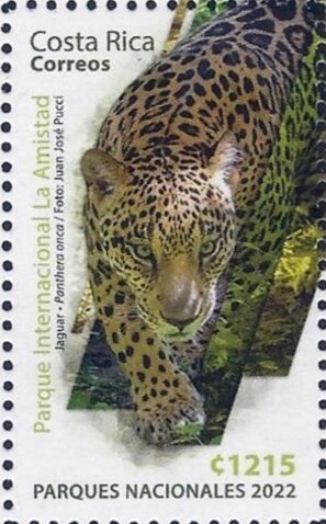 La Amistad International Park - Jaguar (Panthera onca)