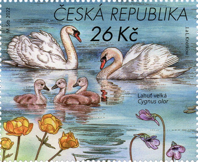Mute Swan (Cygnus olor)