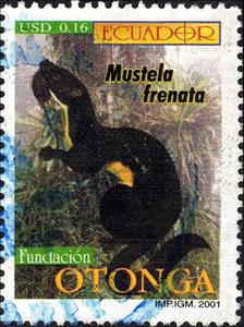 Stamp, Long-tailed Weasel (Mustela frenata), Ecuador,  , Animals (Fauna), National Parks, Weasels
