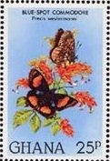 Blue-spot Pansy (Precis westermanni)