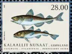 Arctic Cod (Boreogadus saida)