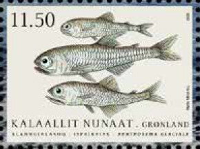Glacier Lantern Fish (Benthosema glaciale)