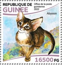 Abyssinian