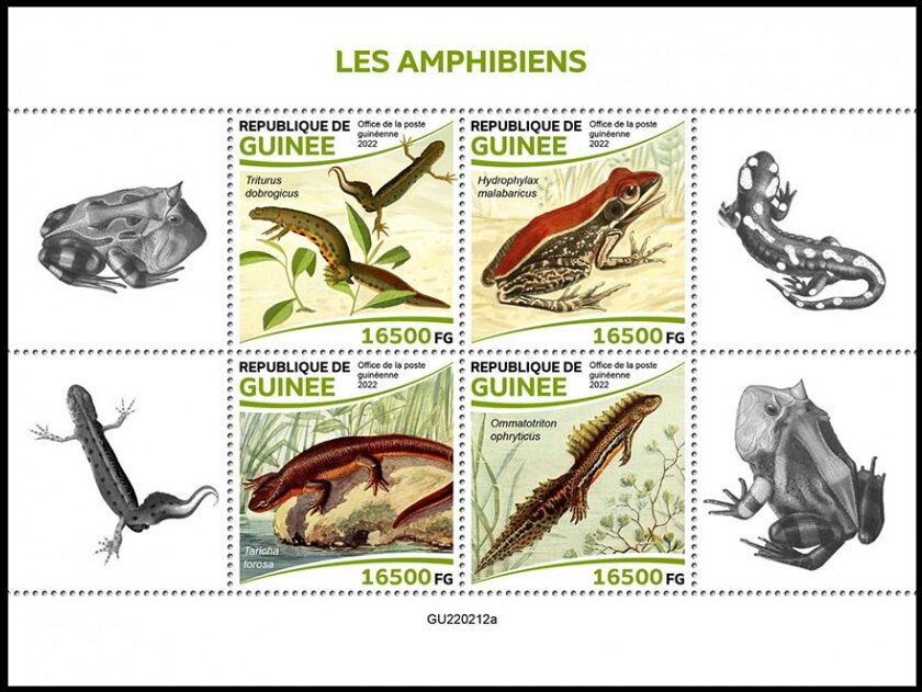 Amphibians