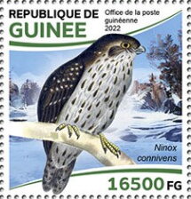 Barking Owl (Ninox connivens)