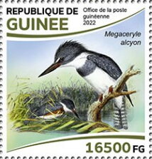 Belted Kingfisher (Megaceryle alcyon)