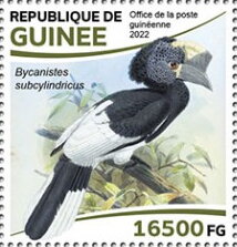 Stamp, Black-and-white-casqued Hornbill (Bycanistes subcylindricus), Guinea,  , Animals (Fauna), Birds