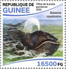 Bowhead Whale (Balaena mysticetus)
