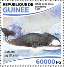 Bowhead Whale (Balaena mysticetus)