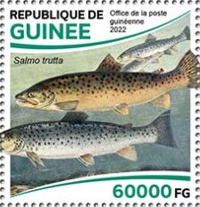 Brown Trout (Salmo trutta)