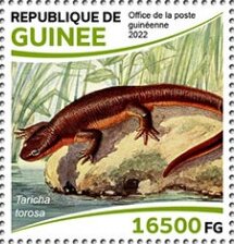 California Newt (Taricha torosa)