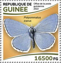 Common Blue Butterfly (Polyommatus icarus)