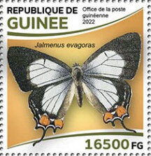 Stamp, Common Imperial Blue (Jalmenus evagoras), Guinea,  , Animals (Fauna), Butterflies, Insects