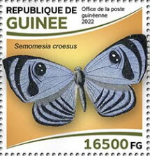 Croesus Eyemark (Semomesia croesus)