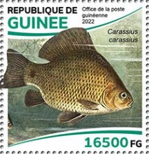 Crucian Carp (Carassius carassius)