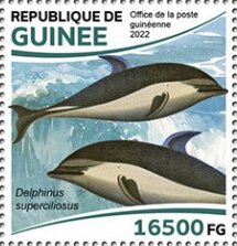 Delphinus superciliosus