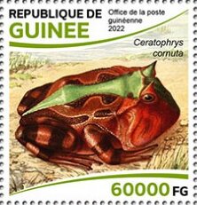 Fantasy Pacman Frog (Ceratophrys cornuta)