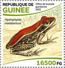 Fungiod Frog (Hydrophylax malabricus)