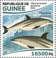 Harbor Porpoise (Phocoena phocoena)