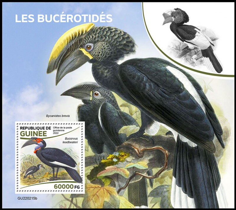 Hornbills