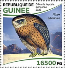 Laughing Owl (Ninox albifacies)