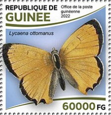 Lycaena ottomanus