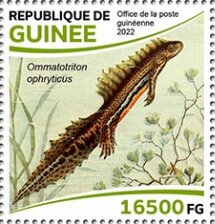 Stamp, Northern Banded Newt (Ommatotriton ophryticus), Guinea,  , Amphibians, Animals (Fauna)