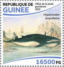 Northerrn Bottlenose Whale (Hyperoodon ampullatus)